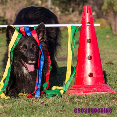 behappy-crossdogging