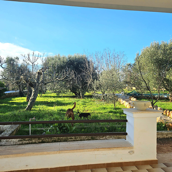 Blick in den Garten mit Olivenbäumen von der Terrasse aus.